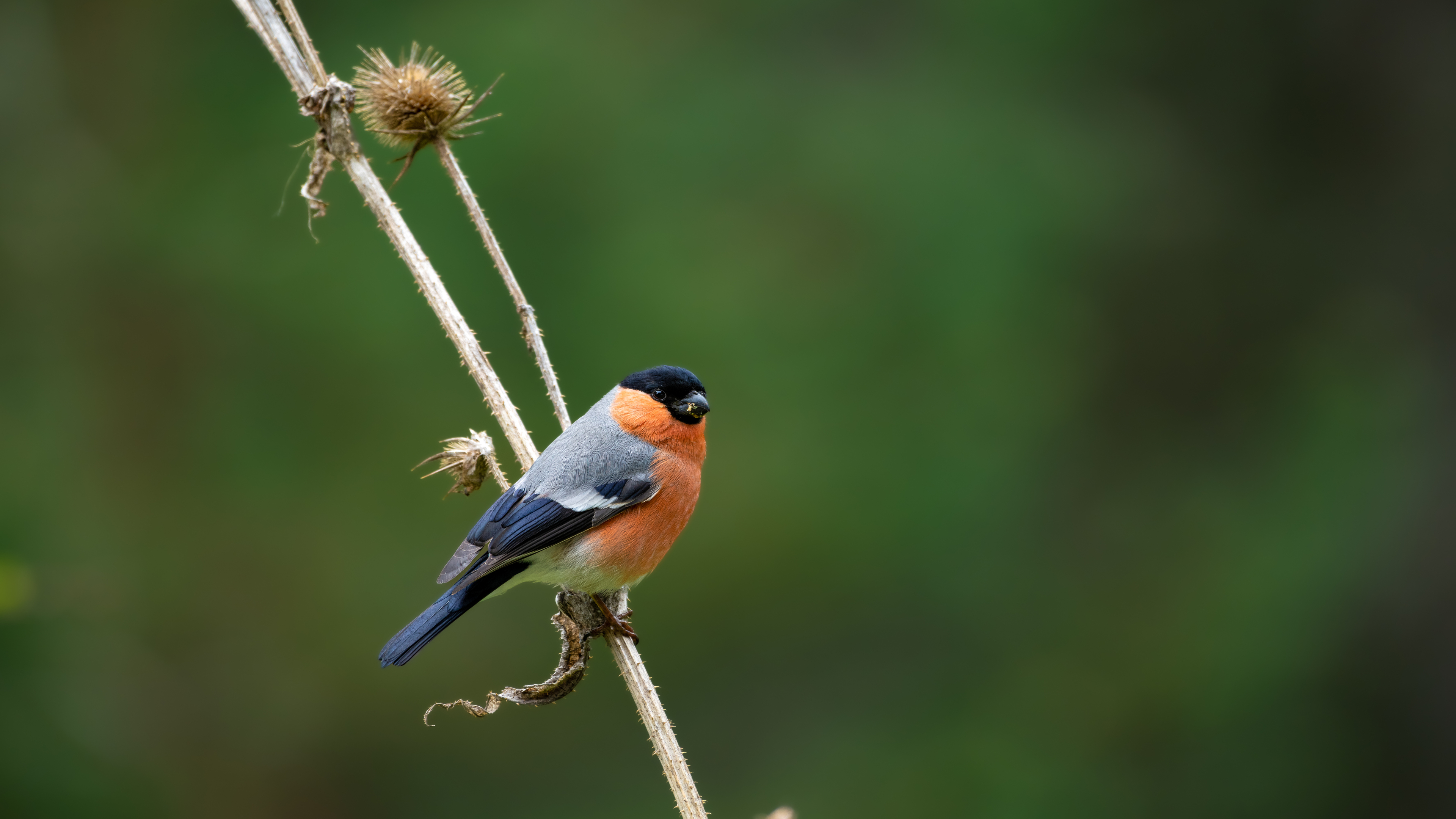 Eurasian Bullfinch